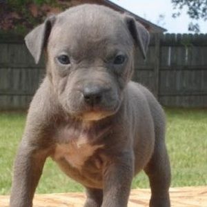 Meet your Posher, Aarushi